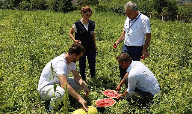Büyükşehir’den üreticilere karpuz tohumu desteği