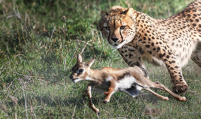 3 Bölümlük ‘Yırtıcılar ve Avları’ National Geographic WILD Ekranlarında Başlıyor!