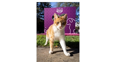 Shane Larkin’den “Gör Beni” Projesi’ne İlham Veren Destek: