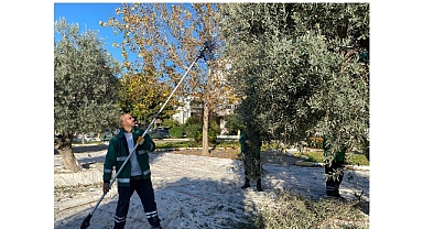 Milas Belediyesi Park ve Yeşil Alanlarda Zeytin Hasadına Devam Ediyor