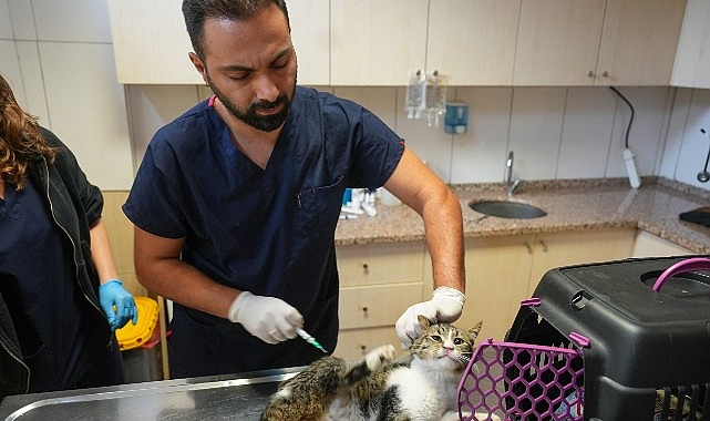 Maltepeliler, sokaklarındaki can dostlarını ücretsiz muayene ettiriyor
